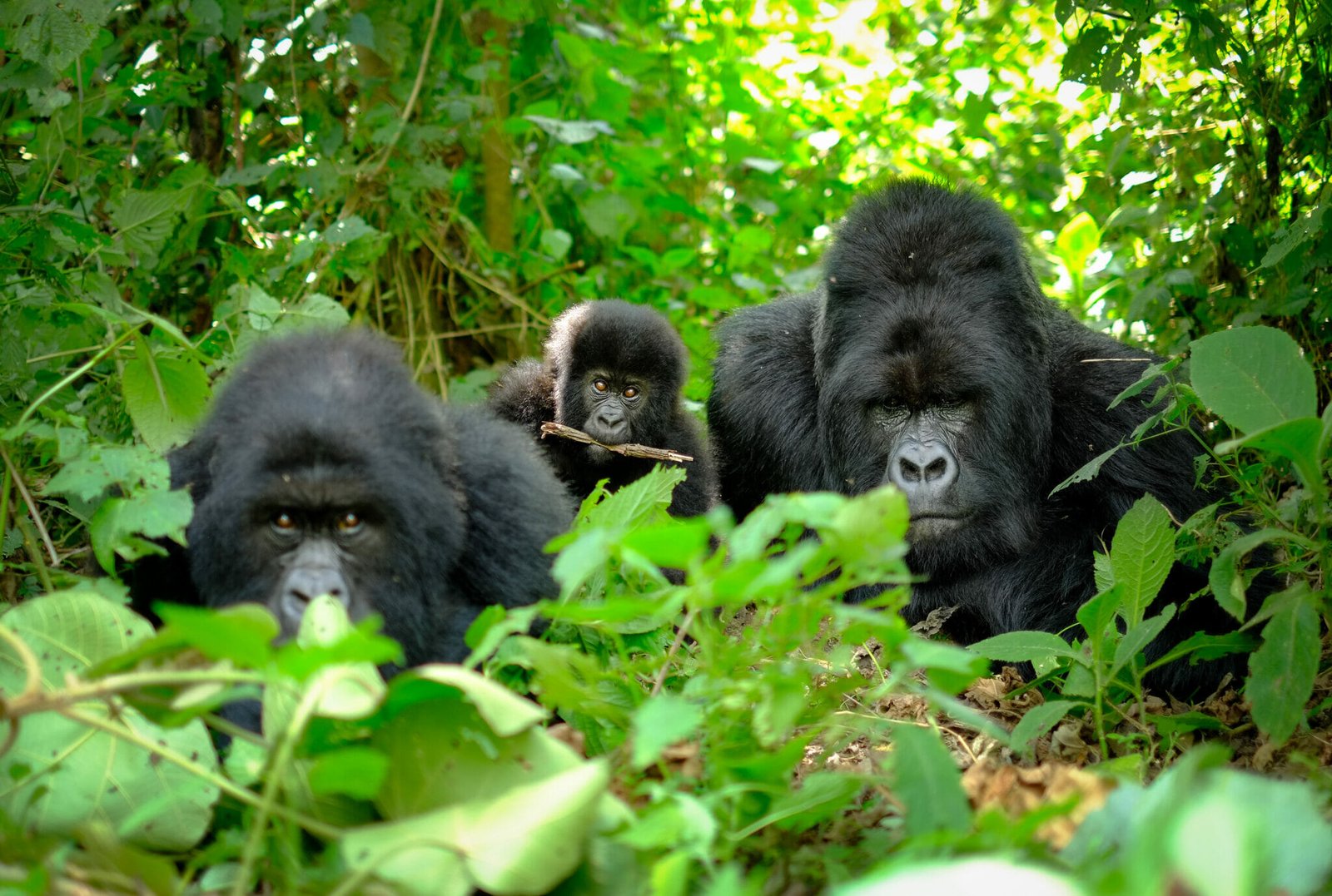 Dense green rainforest representing Bwindi