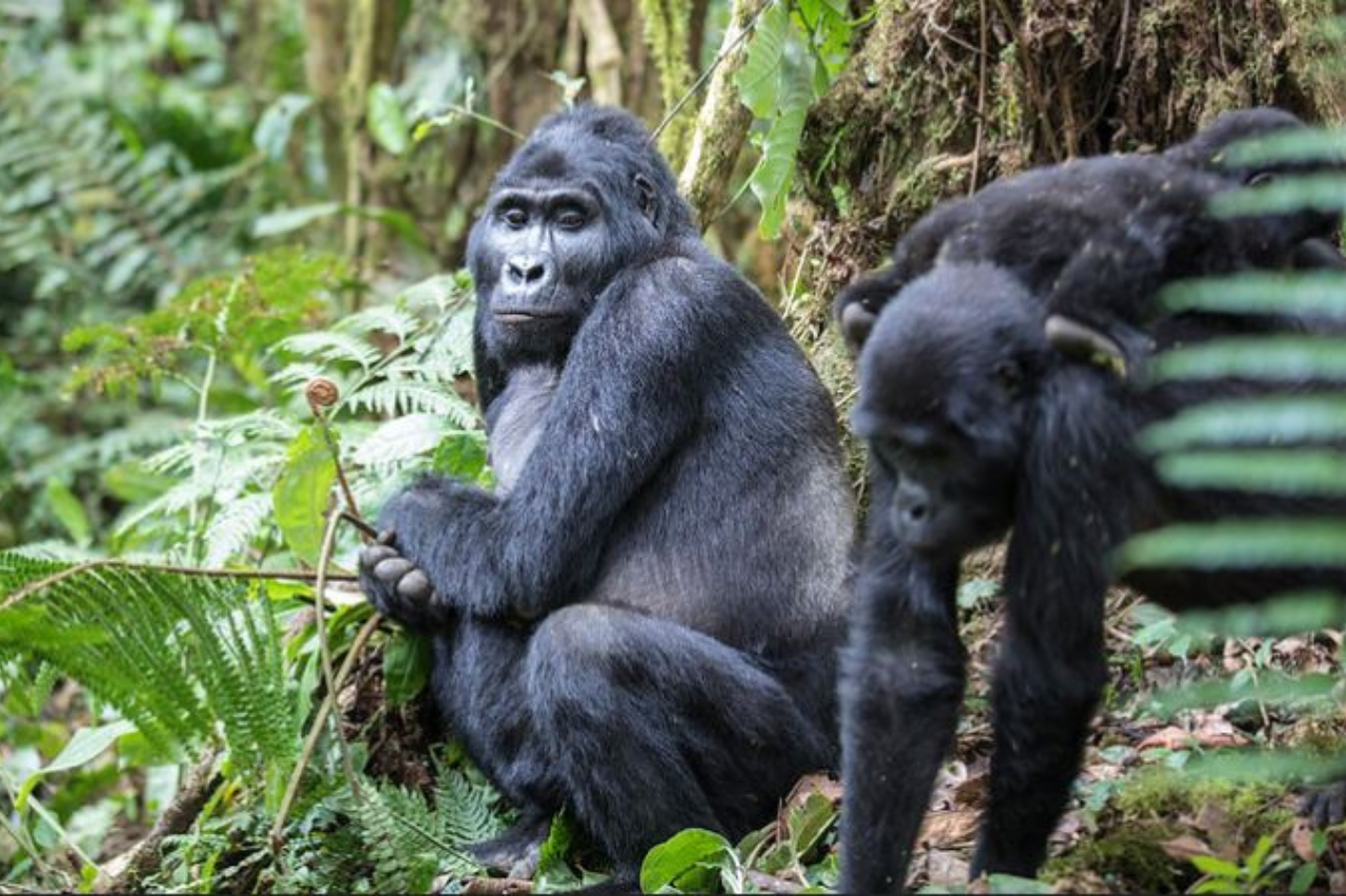 Primate in a natural forest habitat