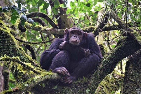Primate wildlife experience in a forest
