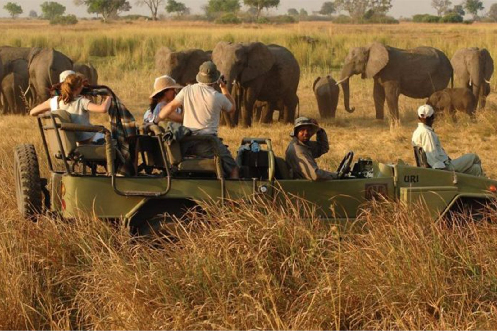 African savannah wildlife safari landscape