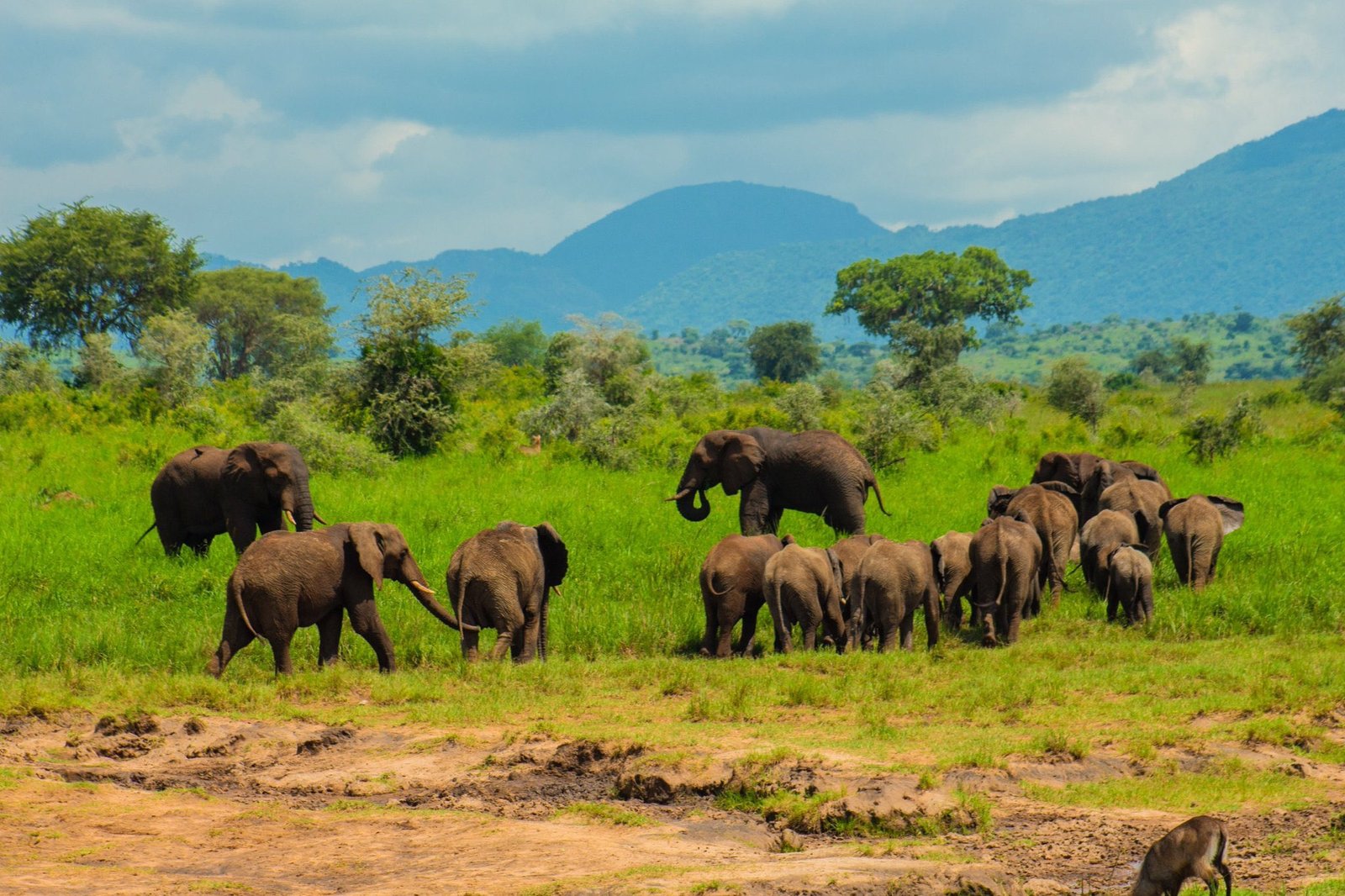 African safari landscape and travel experience