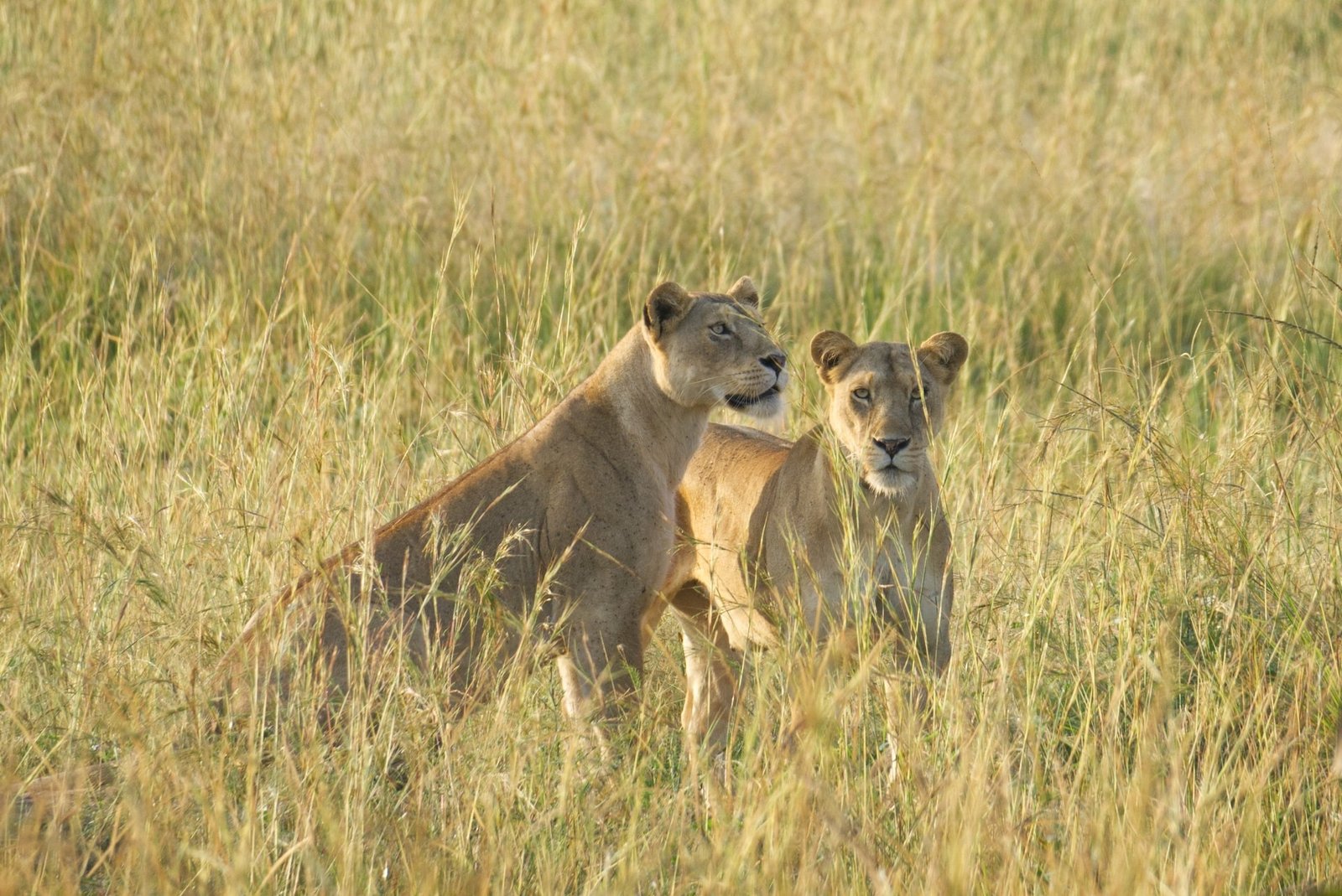 Safari wildlife and wilderness travel inspiration