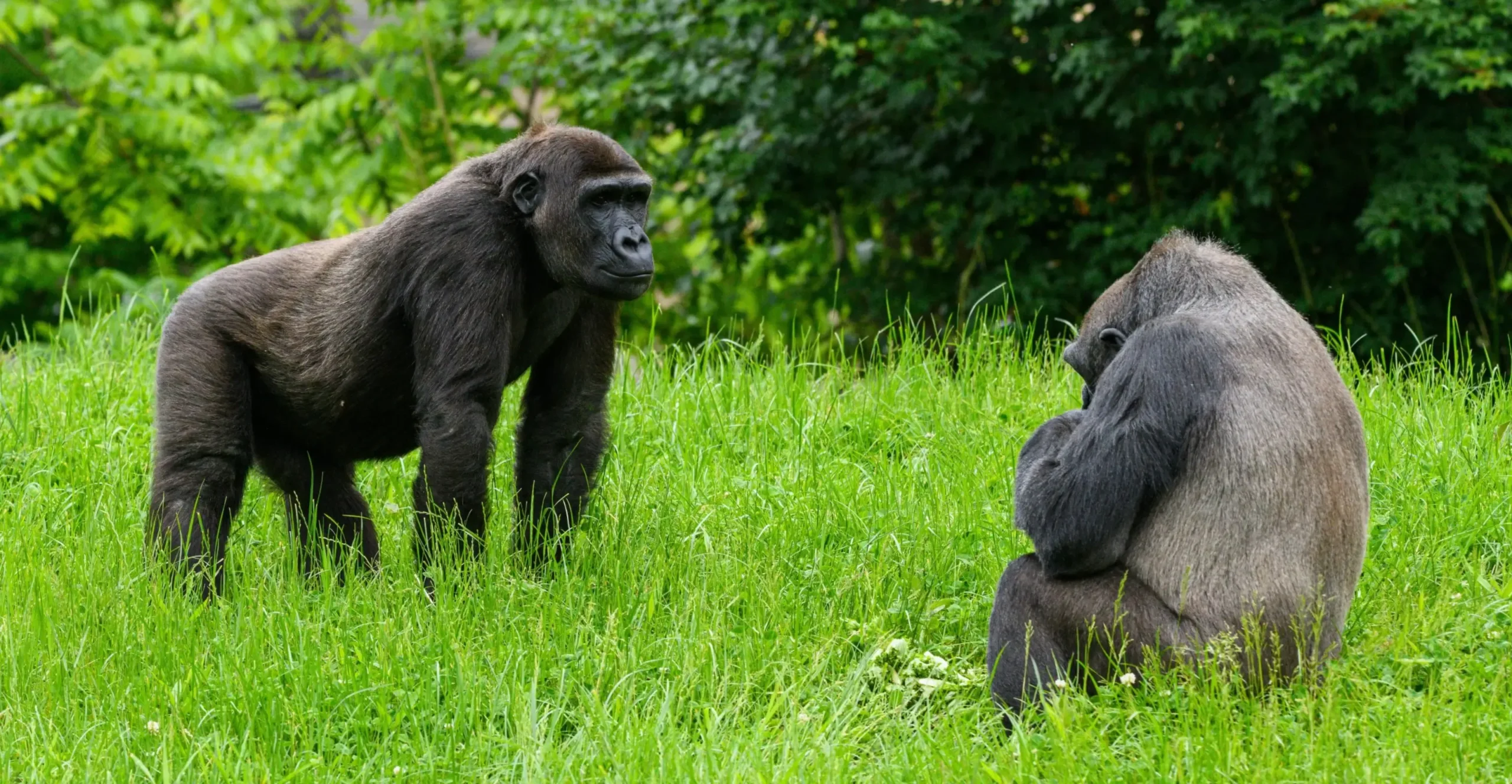 Forest wildlife representing Uganda gorilla safari