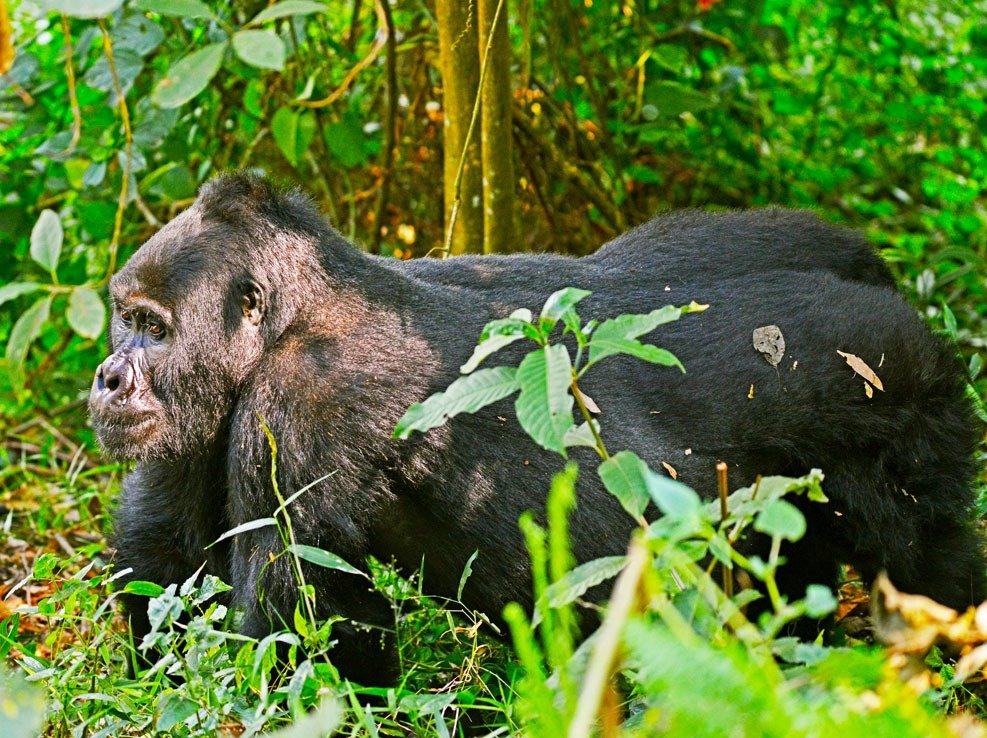 Primate in a forest representing Uganda primate safari