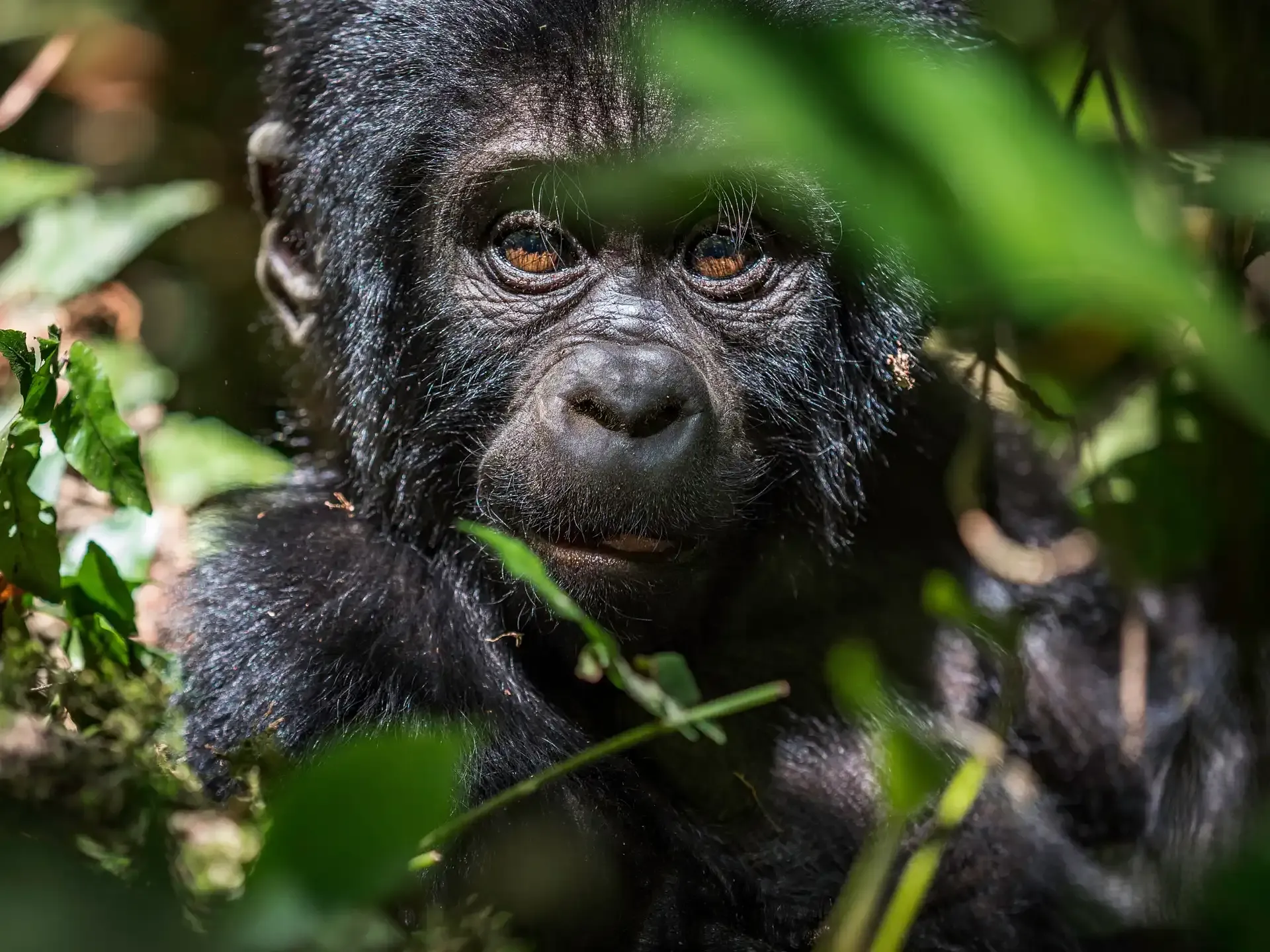 Primate wildlife representing gorilla and golden monkey safari